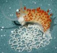 <i>Flabellina goddardi</i> With Egg Case