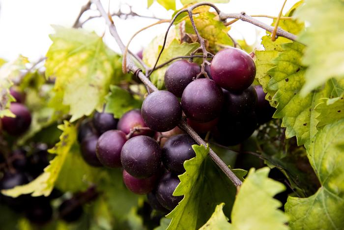 Muscadine grapes