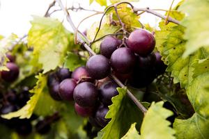 Muscadine grapes