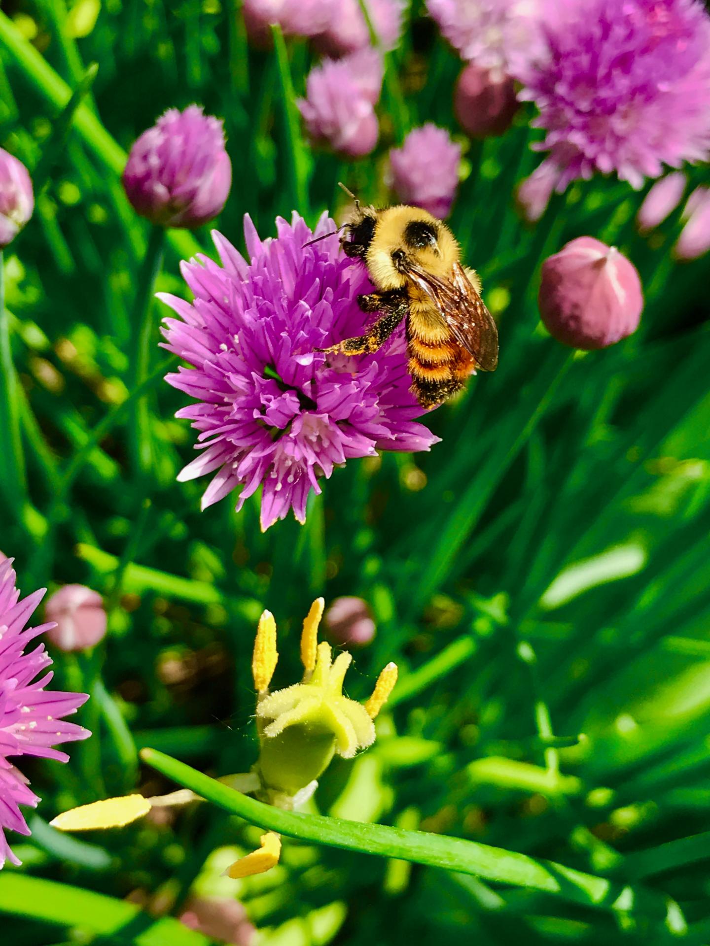 Field Tests Show Sustained Neonicotinoid Exposure Negatively Affects Bees (7 of 9)