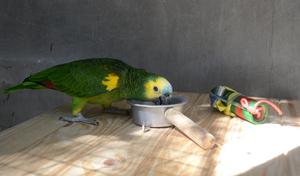 Blue-fronted Amazon parrot (pic2)