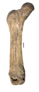 A sample of a mastodon femur