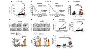 PolyU develops novel antibody targeting fat cell protein, offering new approach to treating metabolism-related liver cancer