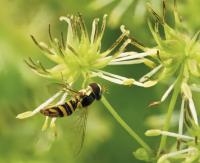 Fly Pollinator Visiting a Female Flower of <i>Thalictrum pubescens</i>