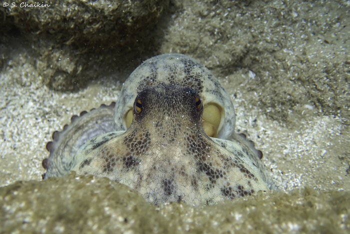 marine species