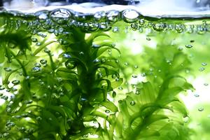 Elodea densa