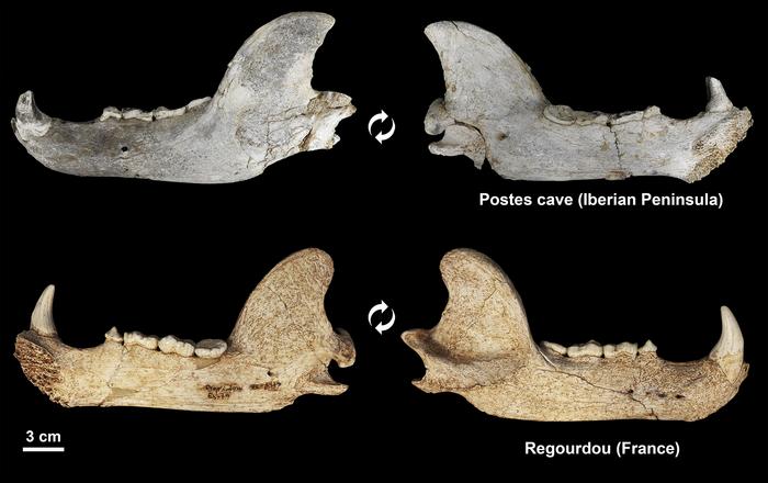 Lower jaws of fossil brown bears