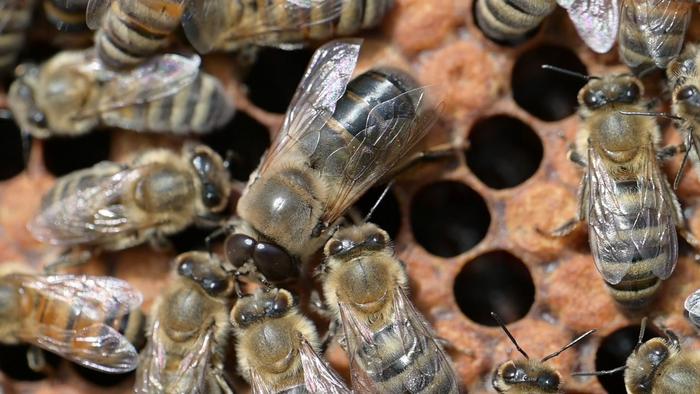 Drone begs worker bees