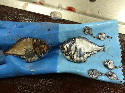 A Group of Hatchet Fish