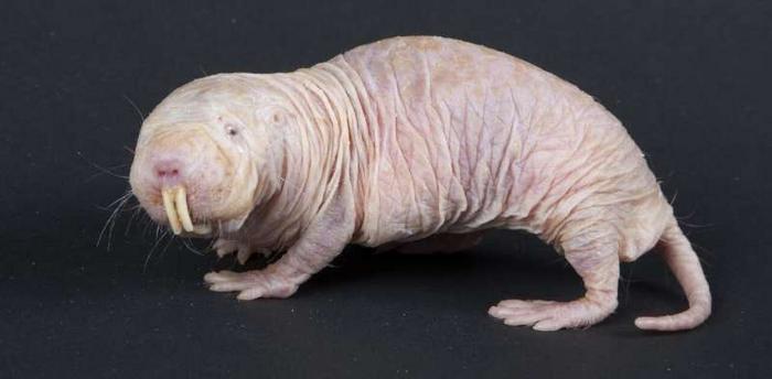 naked mole rat