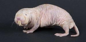 naked mole rat