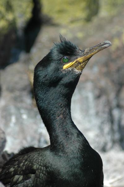 A Shag on the Isle of May, Scotland