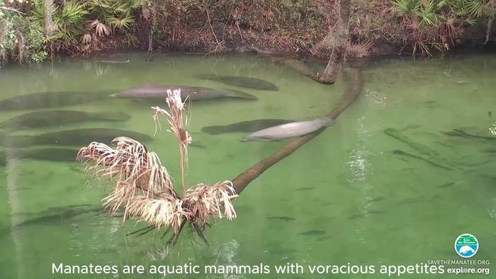 Counting Manatee Clusters in Real Time