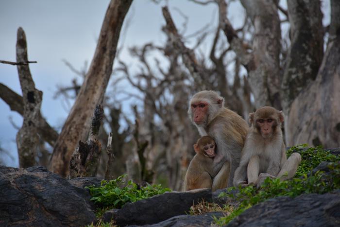 Free-living macaques