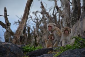 Free-living macaques