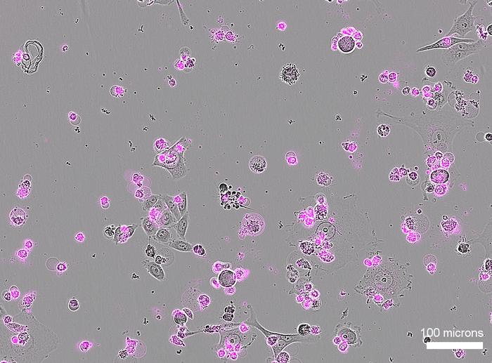 Targeted cell killing