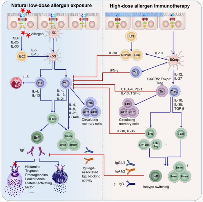 Mechanisms of allergen immunotherapy