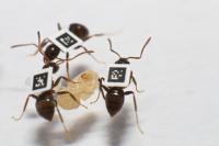 Tagged Ants (2 of 2)