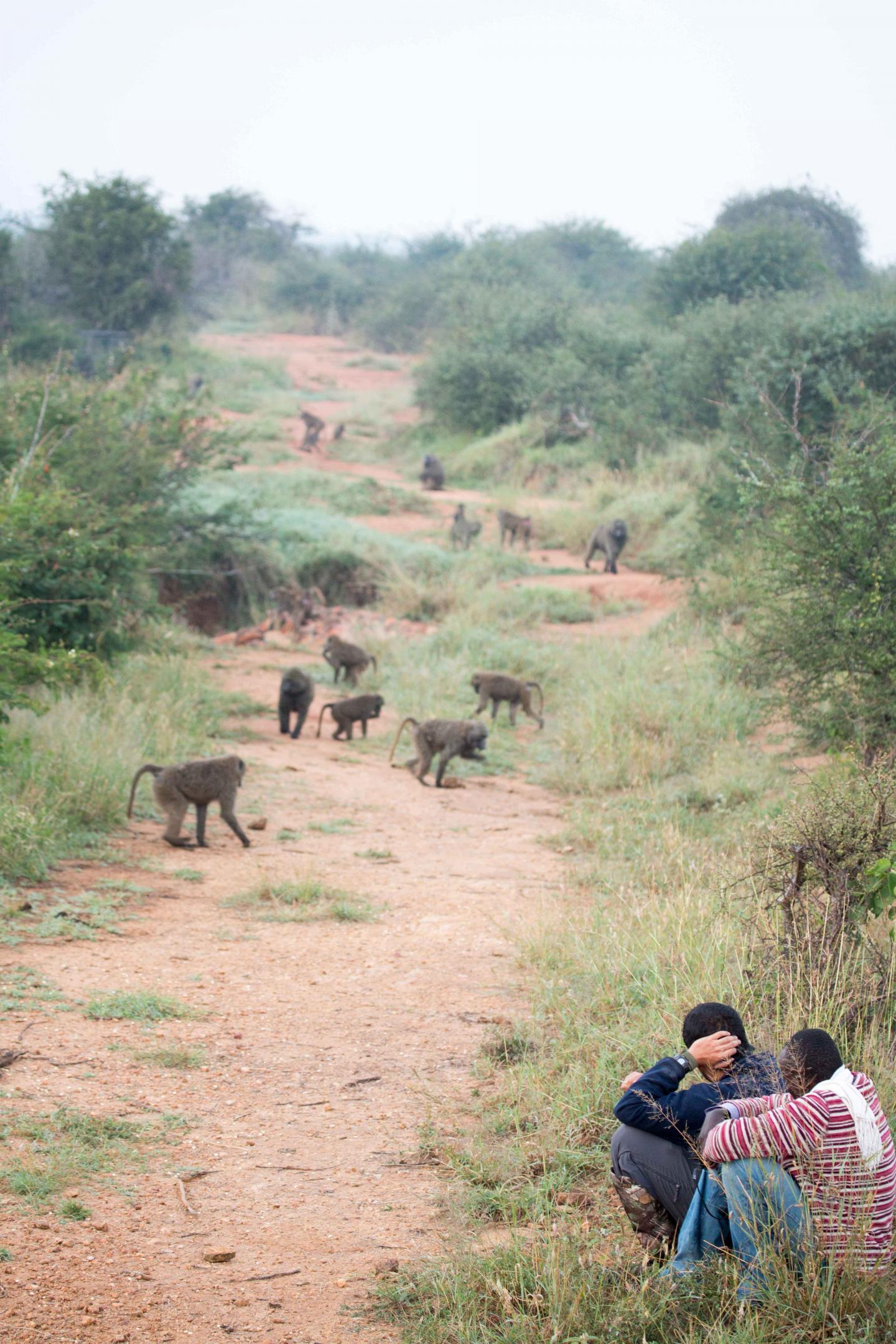 Field Biologists with Baboon Troop