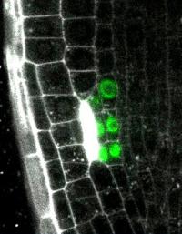 Microscopy Image of An Arabidopsis Root Tip