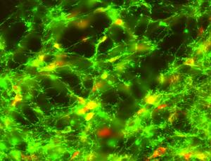 Dopamine neurons