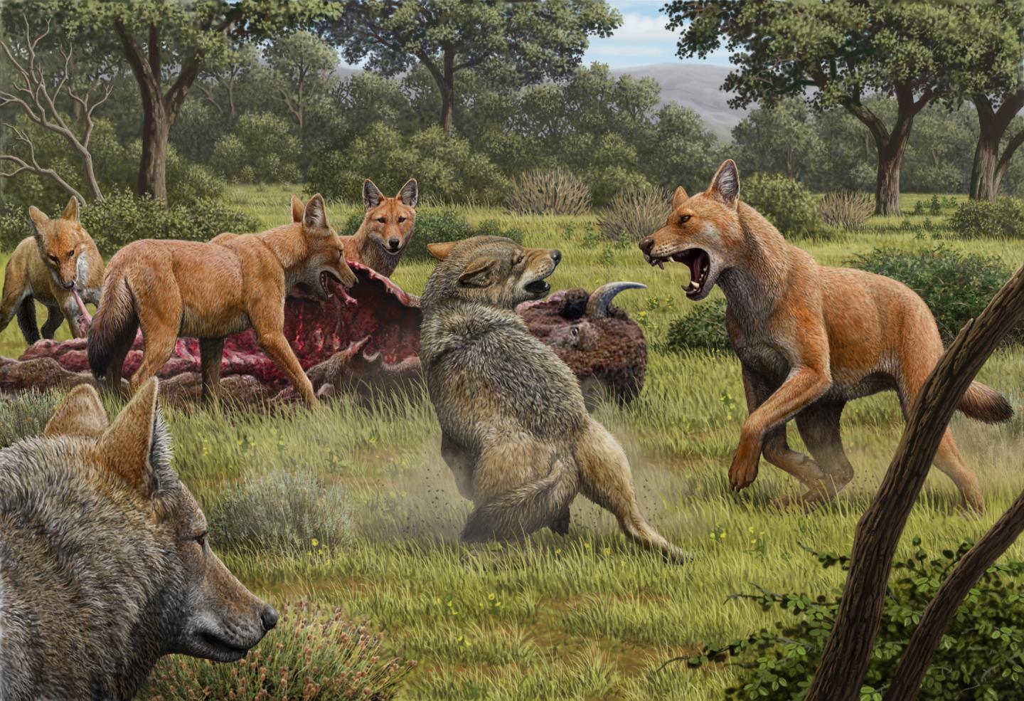 Dire wolves