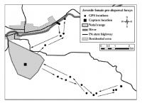 Doe Dispersal