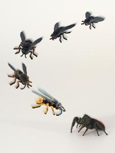 A jumping spider considers a set of 3D printed insects, which include a fly (top right), a wasp (next to the spider) and a series of intermediate mimics generated by 3D morphing.