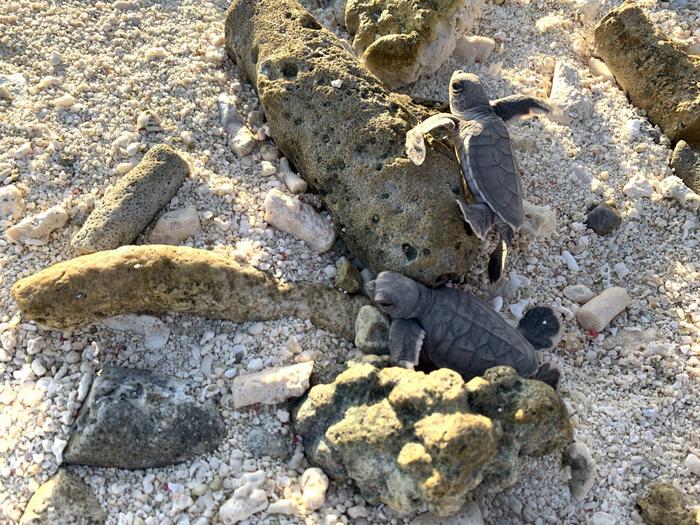Hatchlings