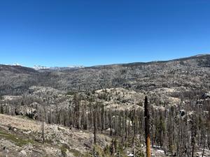 Landscape after the 2021 Caldor Fire in California, taken in May 2025