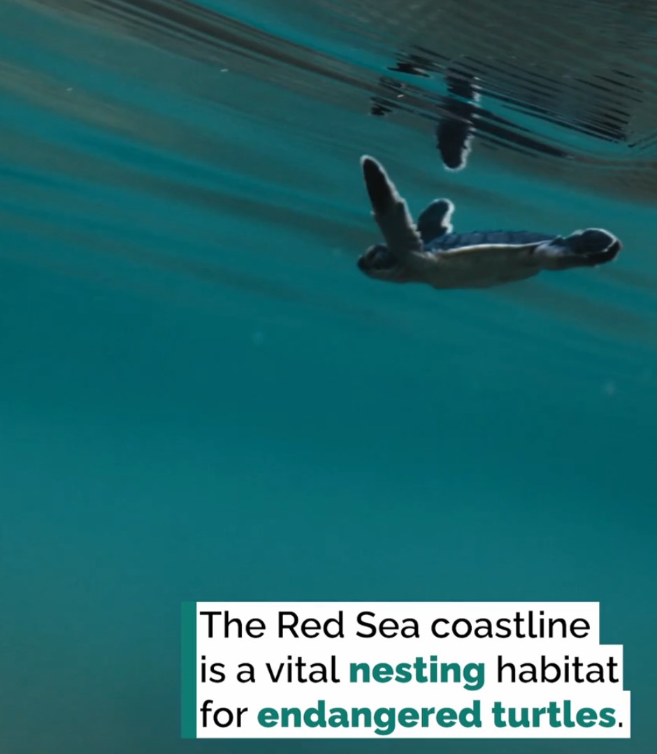 Tracking turtle nesting grounds