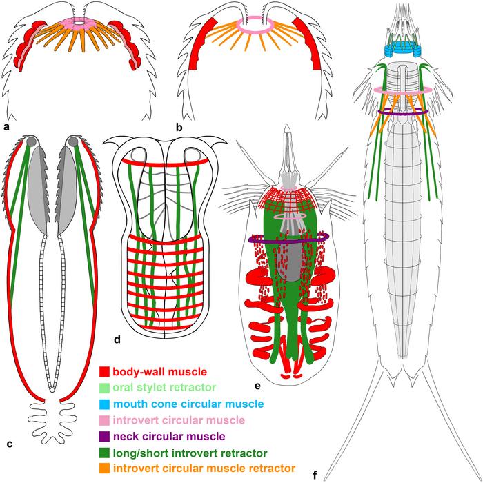 Schematic representation of scalidophoran musculatures