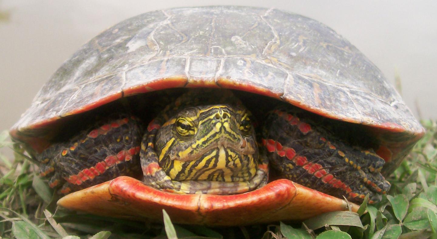 Painted Turtle