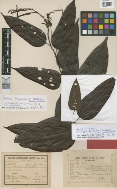 Vouchered Specimen Image from Rio de Janeiro Botanic Gardens Herbarium
