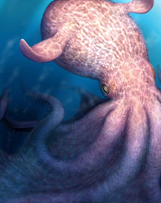 A sketch of the giant octopus