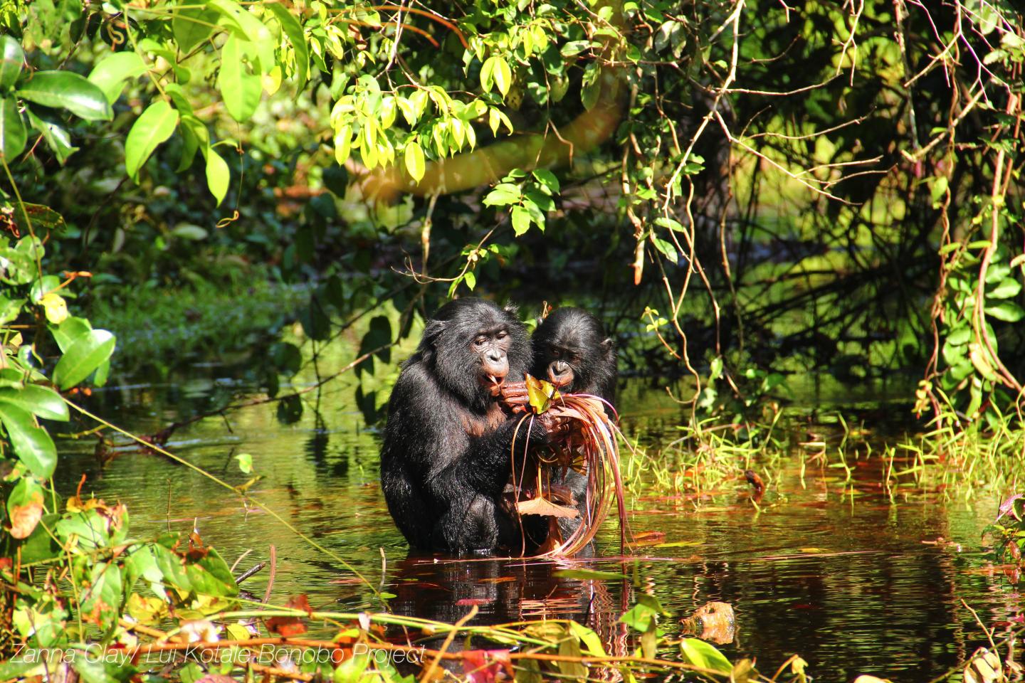 Bonobo (2 of 3)