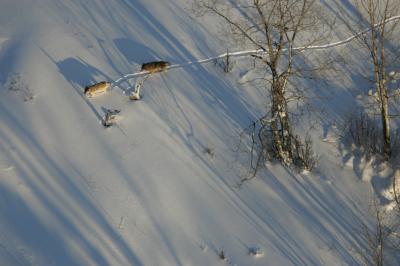 Wolves on Isle Royale