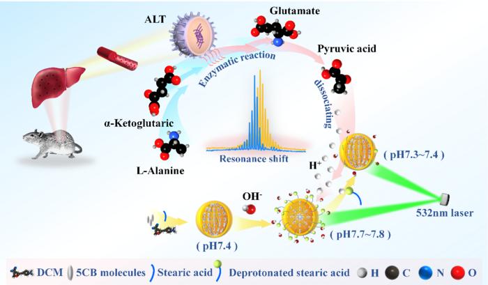 Fig. 1.  Biochemical sensing principle of ALT detection via WGM lasing.