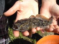 Round Goby
