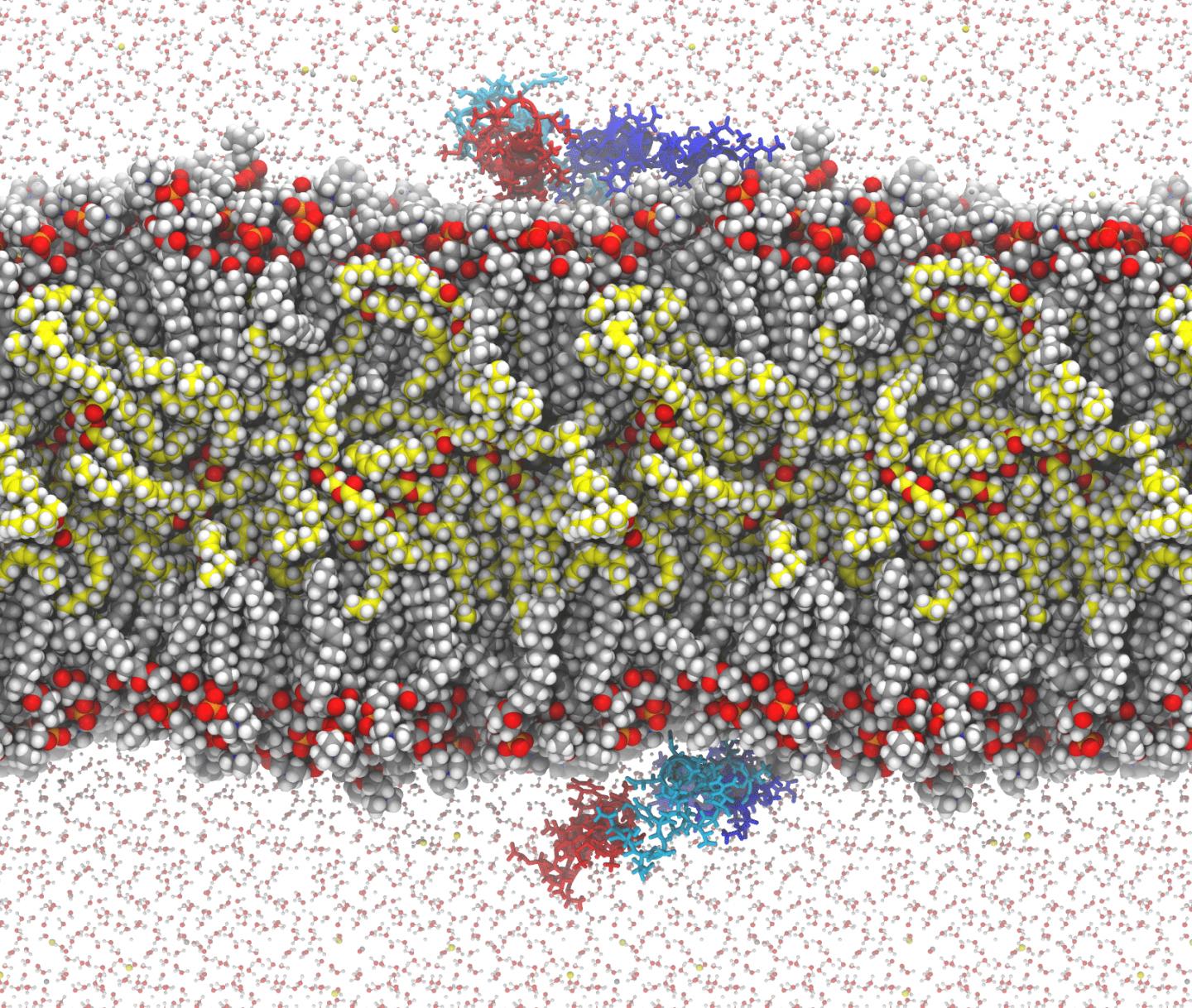 Peptide Therapy Safely Lowers Blood Triglycerides in Animals (1 of 2)