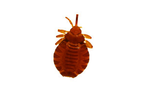 Elephant Louse