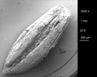 Cereal Grain
