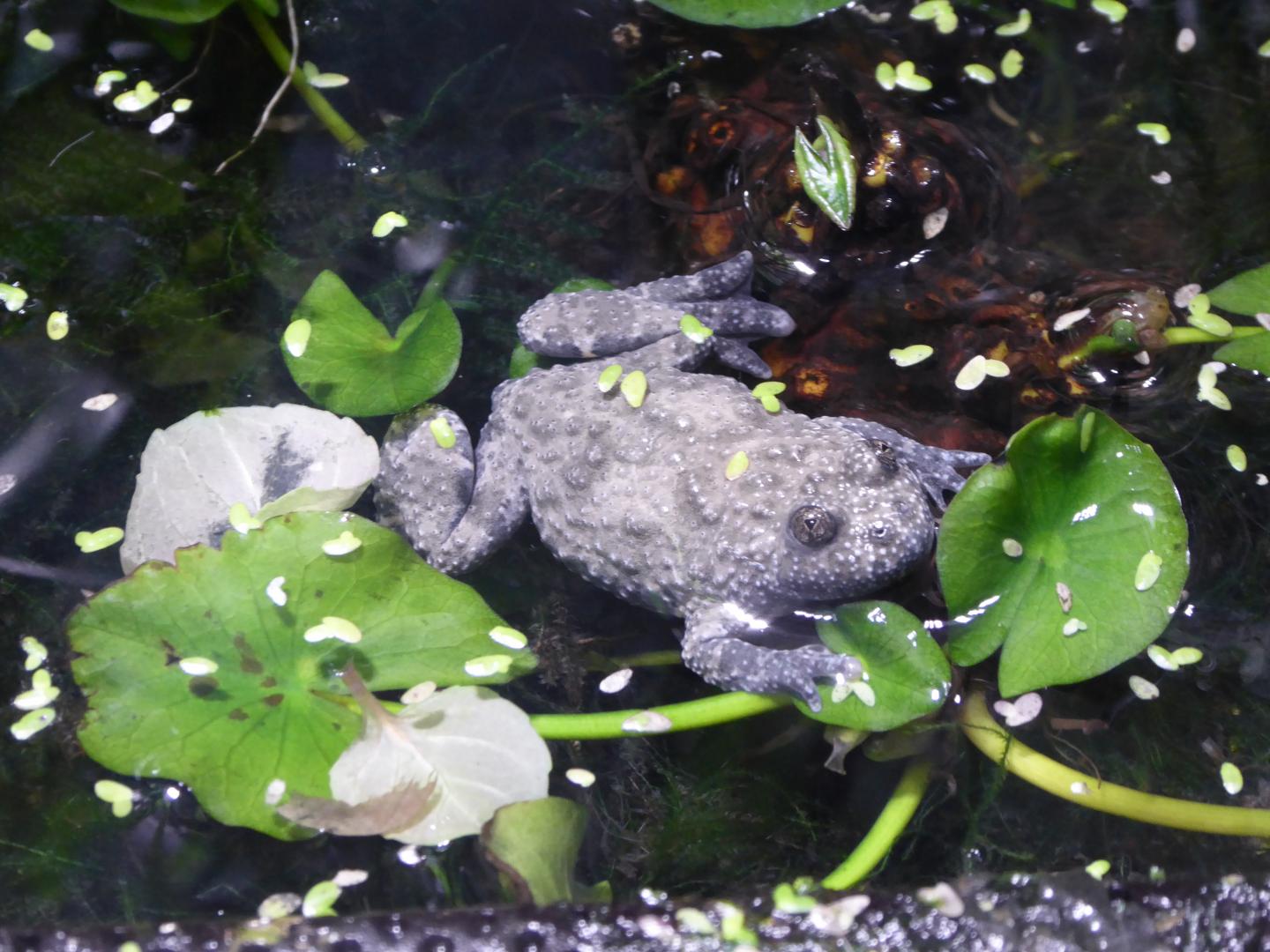 Toad Enrichment