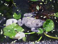 Toad Enrichment