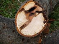 Chewed Log