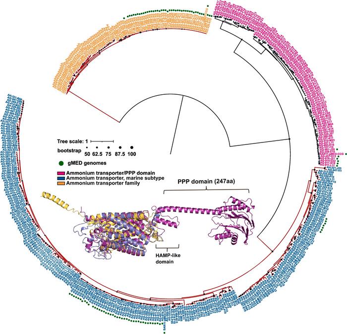 Phylogenetic tree of a group of genes called Amt, found in SAR11 bacteria
