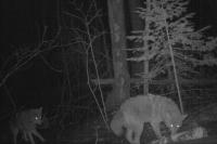 Coyotes