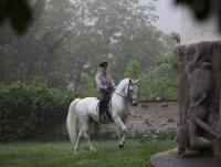 Lipizzan Stallion