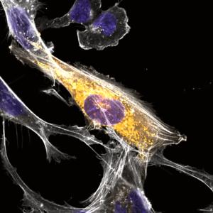 A microglial cell within which an uncharacterized microprotein accumulates around its nucleus
