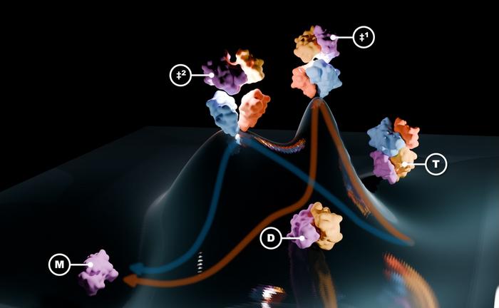 Dissociation of the four-part TTR protein